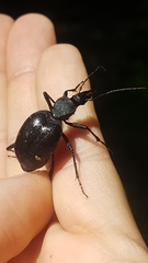 Cychrus italicus