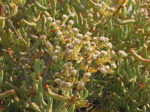Image of Stoeberia gigas by no rights reserved