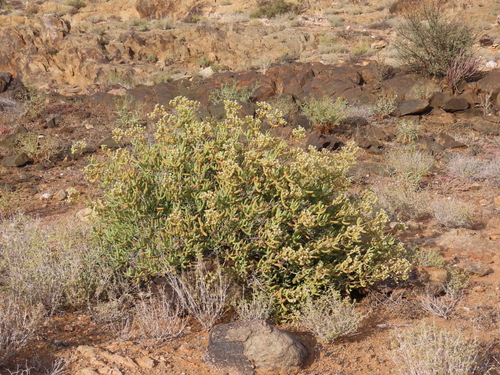Image of Stoeberia gigas by no rights reserved