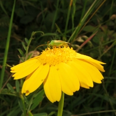 Closterotomus norwegicus