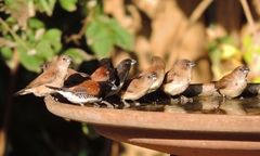 Spermestes bicolor nigriceps