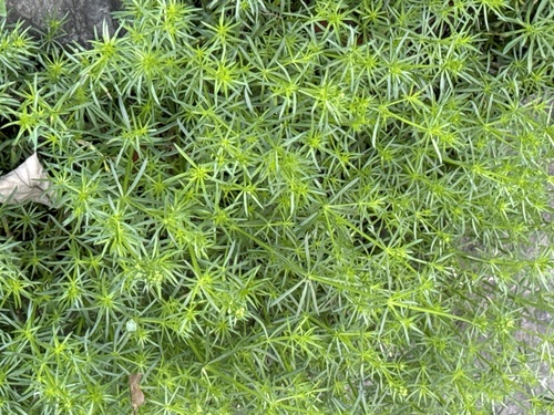 Image of Galium lucidum by (c) Paolo Zucca, some rights reserved (CC BY)