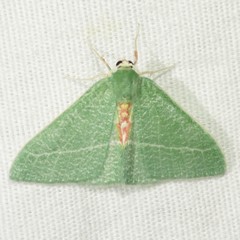 Chlorosea roseitacta