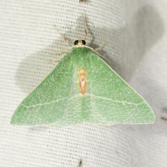 Chlorosea roseitacta