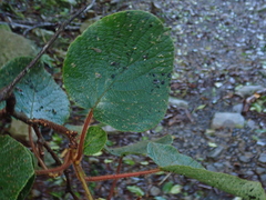 Actinidia setosa