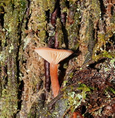 Lactarius eucalypti