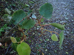 Actinidia setosa