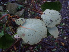 Actinidia setosa
