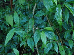 Callicarpa randaiensis