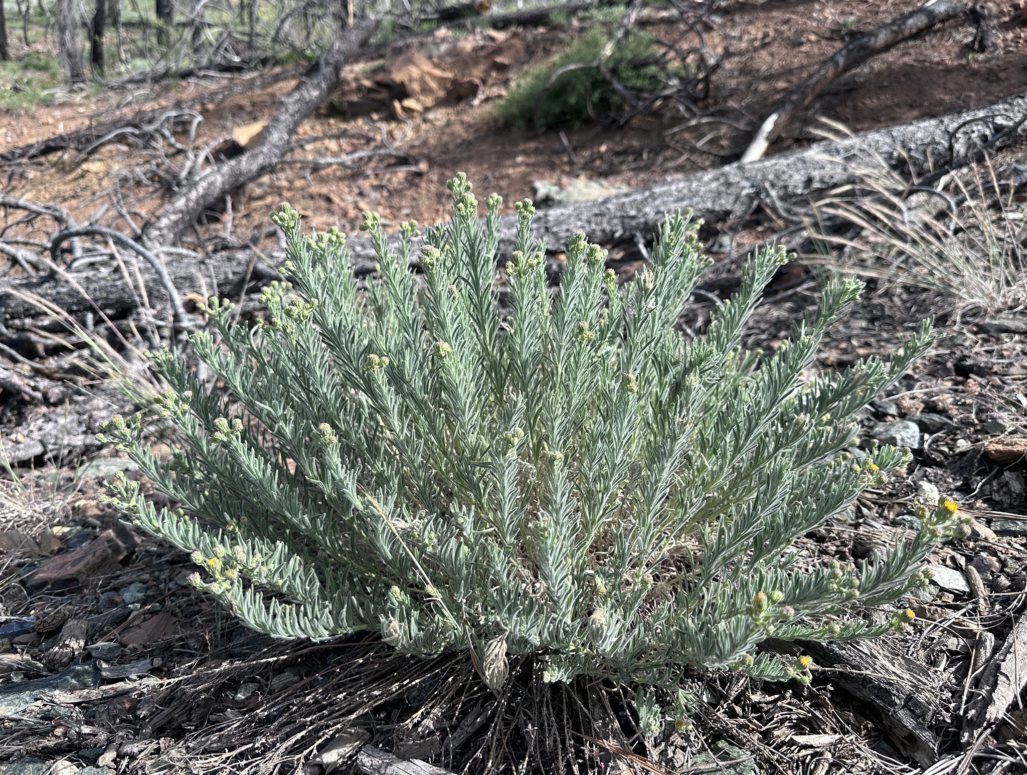 Erigeron petrophilus var. sierrensis