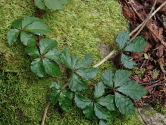 Tetrastigma obtectum glabrum