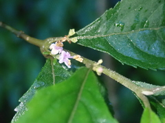 Callicarpa randaiensis