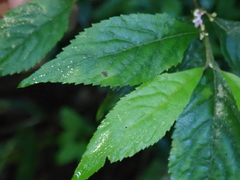 Callicarpa randaiensis