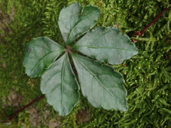 Tetrastigma obtectum glabrum