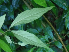 Callicarpa randaiensis