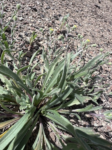 Image of Erigeron lassenianus by (c) Matt Berger, some rights reserved (CC BY)