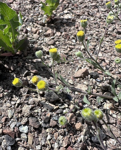 Image of Erigeron lassenianus by (c) Matt Berger, some rights reserved (CC BY)
