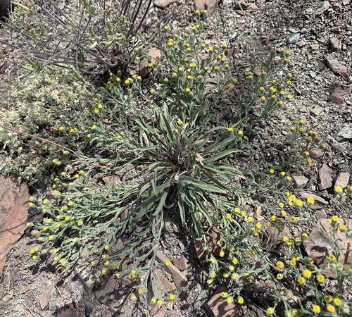 Image of Erigeron lassenianus by (c) Matt Berger, some rights reserved (CC BY)