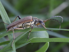 Stenocorus meridianus