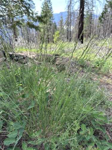 Image of Melica harfordii by (c) Matt Berger, some rights reserved (CC BY)