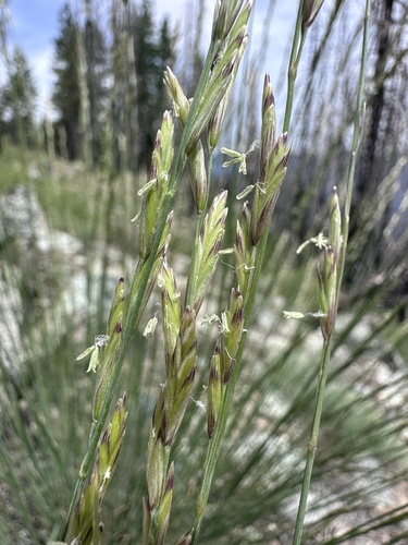Melica harfordii