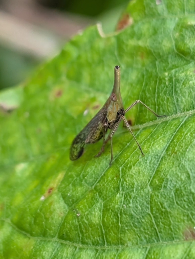 Raivuna sobrina