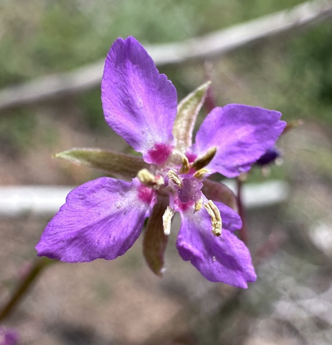 Image of Clarkia stellata by (c) Matt Berger, some rights reserved (CC BY)