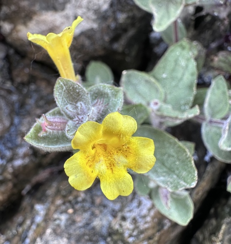 Erythranthe willisii (Erythranthe willisii)