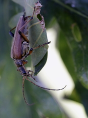 Stenocorus meridianus