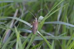 Stenocorus meridianus