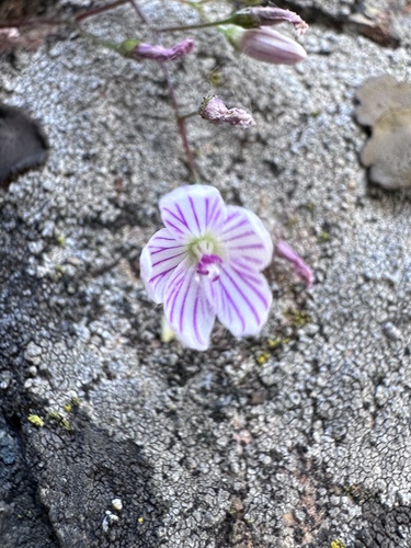 Image of Lewisia cantelovii by (c) Matt Berger, some rights reserved (CC BY)