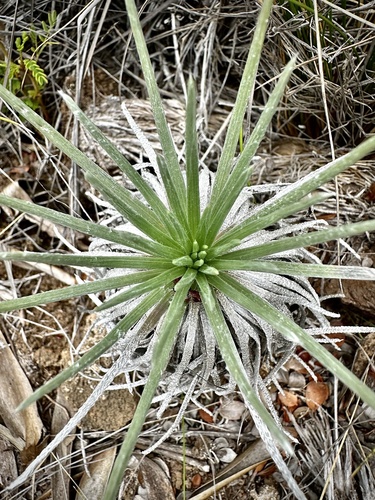 Argyroxiphium kauense observed 2024-10-05