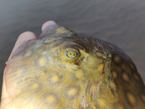 Black river stingray (Potamotrygon motoro) — Potamotrygonidae — 2