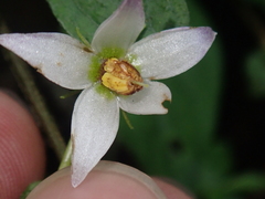 Lycianthes lysimachioides