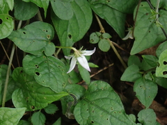 Lycianthes lysimachioides