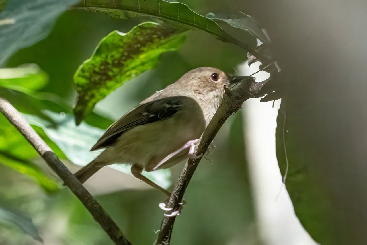 Tropical Scrubwren (Sericornis beccarii), photo 1