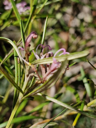 Image of Grevillea patulifolia by (c) ronavery, some rights reserved (CC BY)