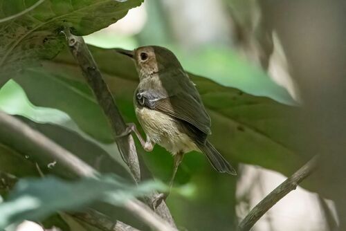 Tropical Scrubwren (Sericornis beccarii), photo 2