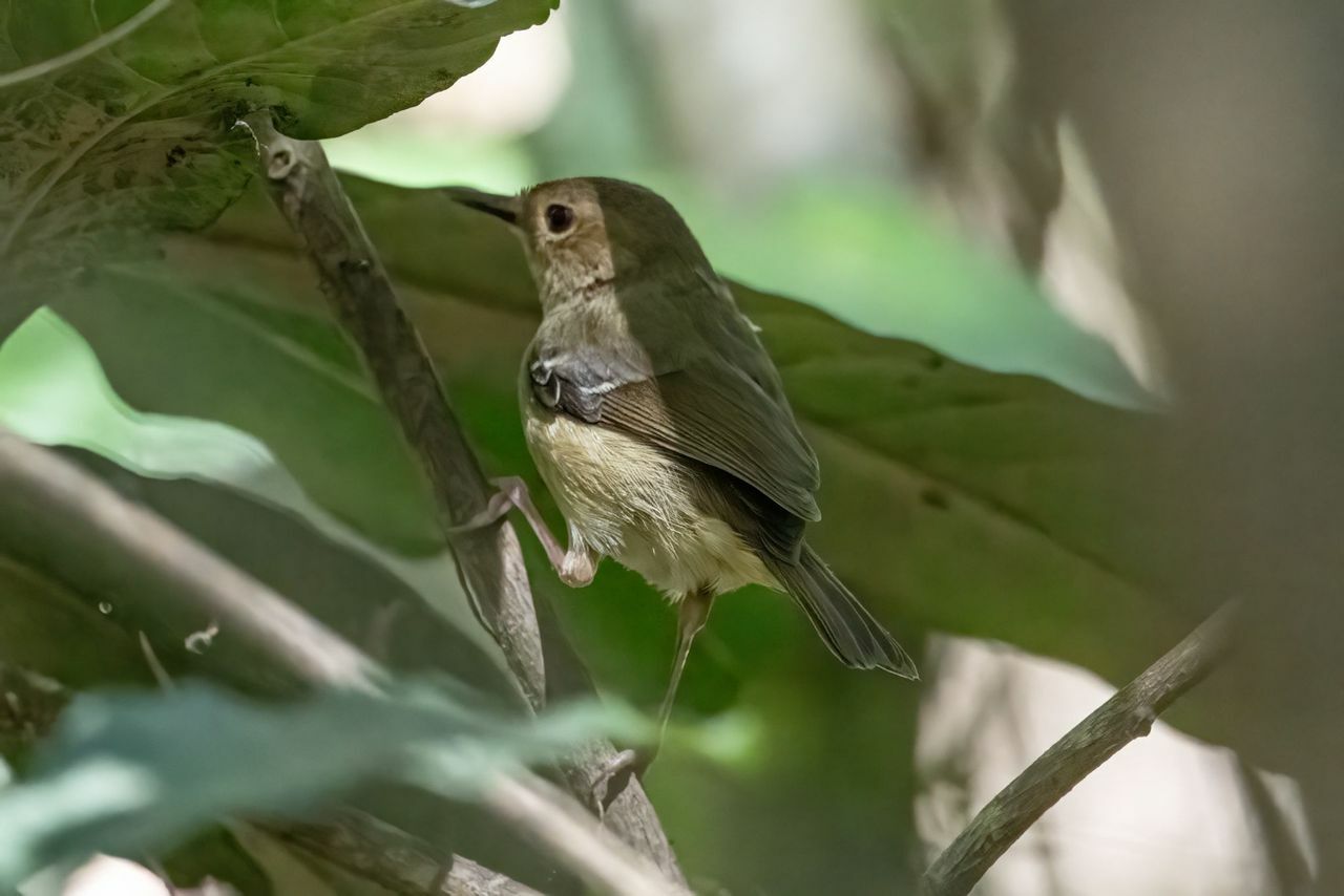 Tropical Scrubwren (Sericornis beccarii), photo 2