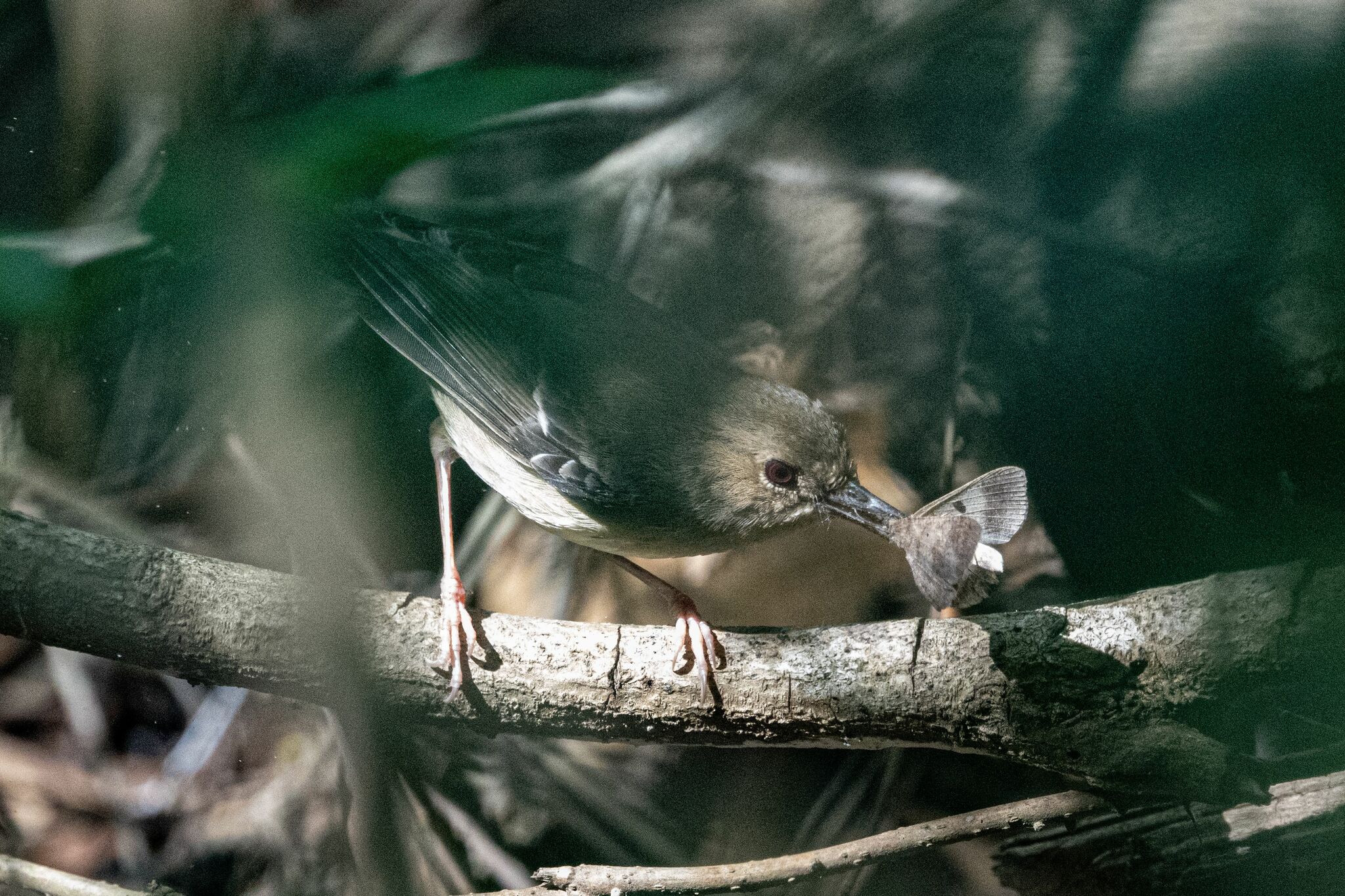 Tropical Scrubwren (Sericornis beccarii), photo 3