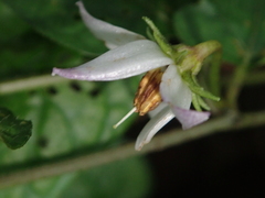 Lycianthes lysimachioides