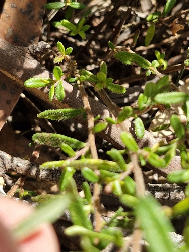 Image of Trailing Guinea Flower (Hibbertia empetrifolia) by (c) ronavery, some rights reserved (CC BY)