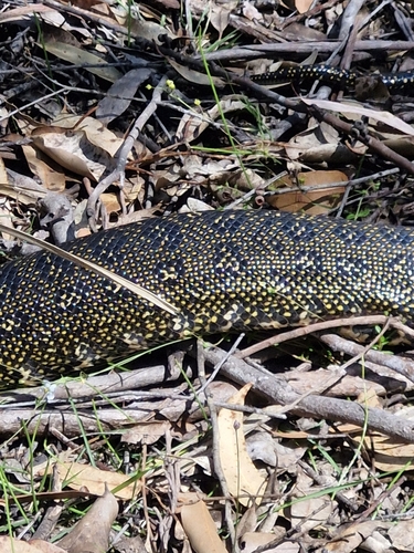 Diamond Python sighting