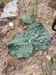 Lichtensteinia latifolia