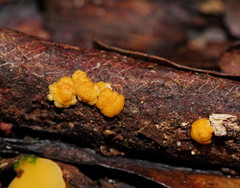 Trichoderma victoriense