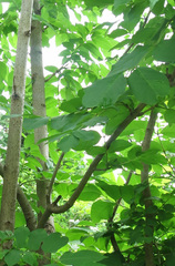 Fraxinus mandshurica