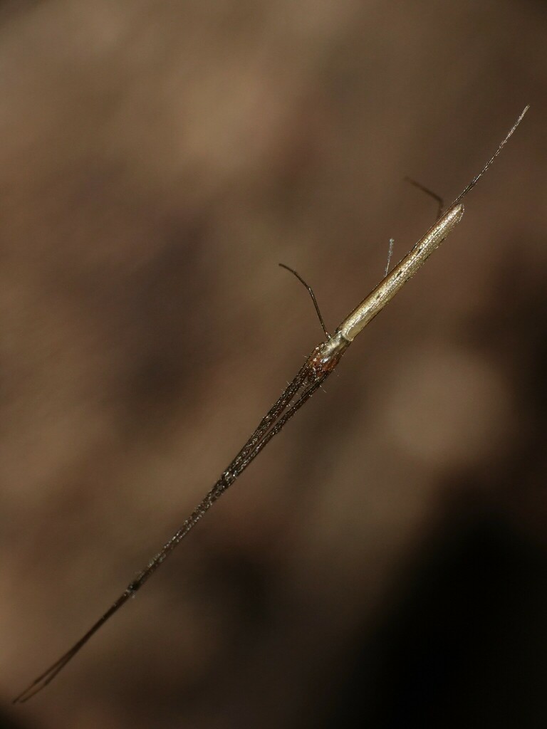 Tetragnatha geniculata