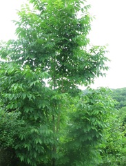Fraxinus mandshurica