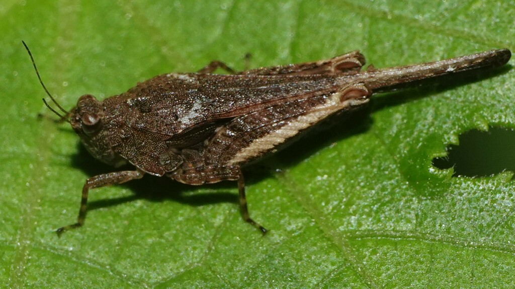 Coptotettix conspersus