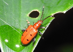 Lema quadripunctata